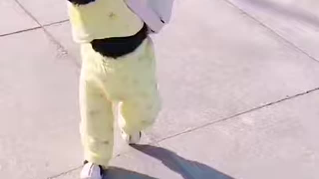Dog funny and cute, ANIMALS FUN