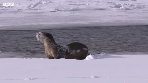 Cheeky Coyote Steals Otter's Dinner | Snow Animals | BBC Earth