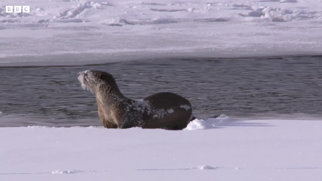 Cheeky Coyote Steals Otter's Dinner | Snow Animals | BBC Earth