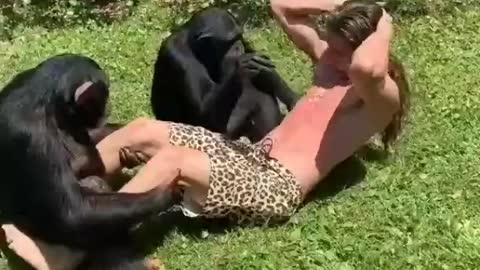 Exercise with chimpanzees 🤣