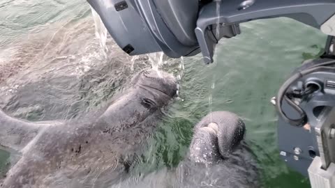 Thirsty Manatees