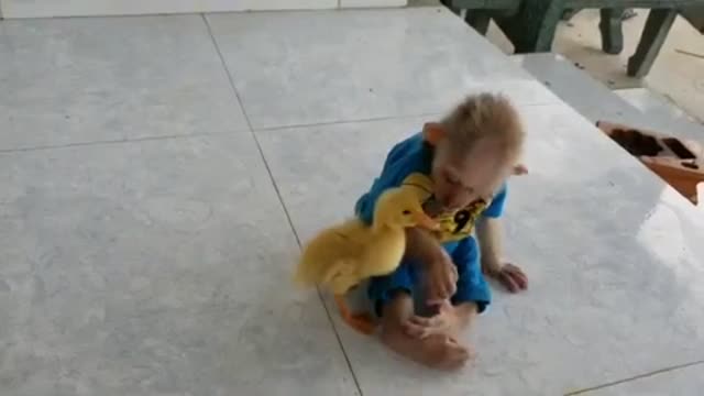 This monkey take care of this duck