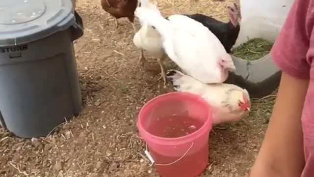 Chickens follow girl in purple shirt