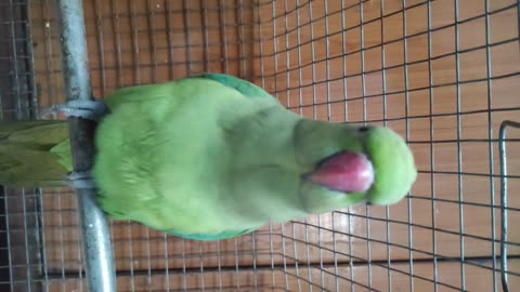 PARROT TALKINGING VIDEO