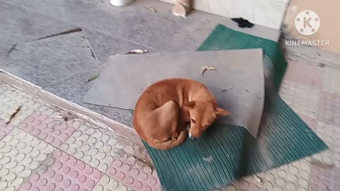 Indian dog life.
