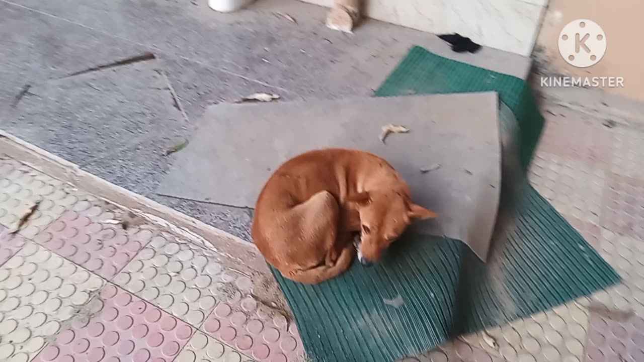 Indian dog life.