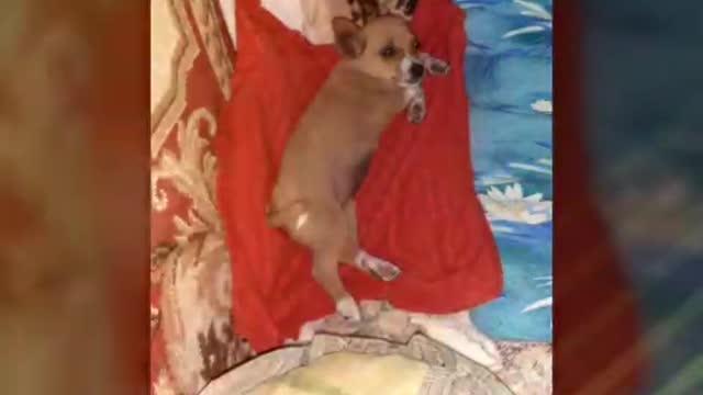 The little dog at rest