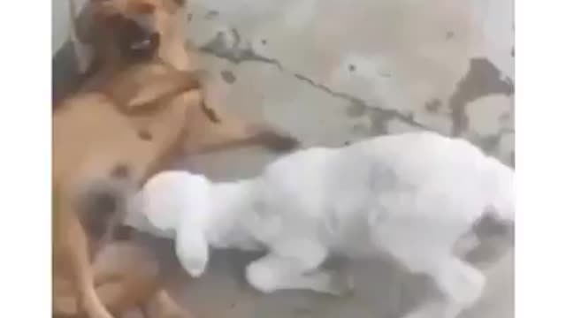 Buena madre