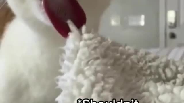 funny and cute cats