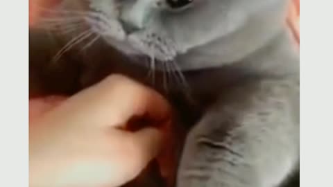 Cat Funny videos