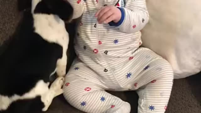 baby has fun when the dog runs his tongue over her ear