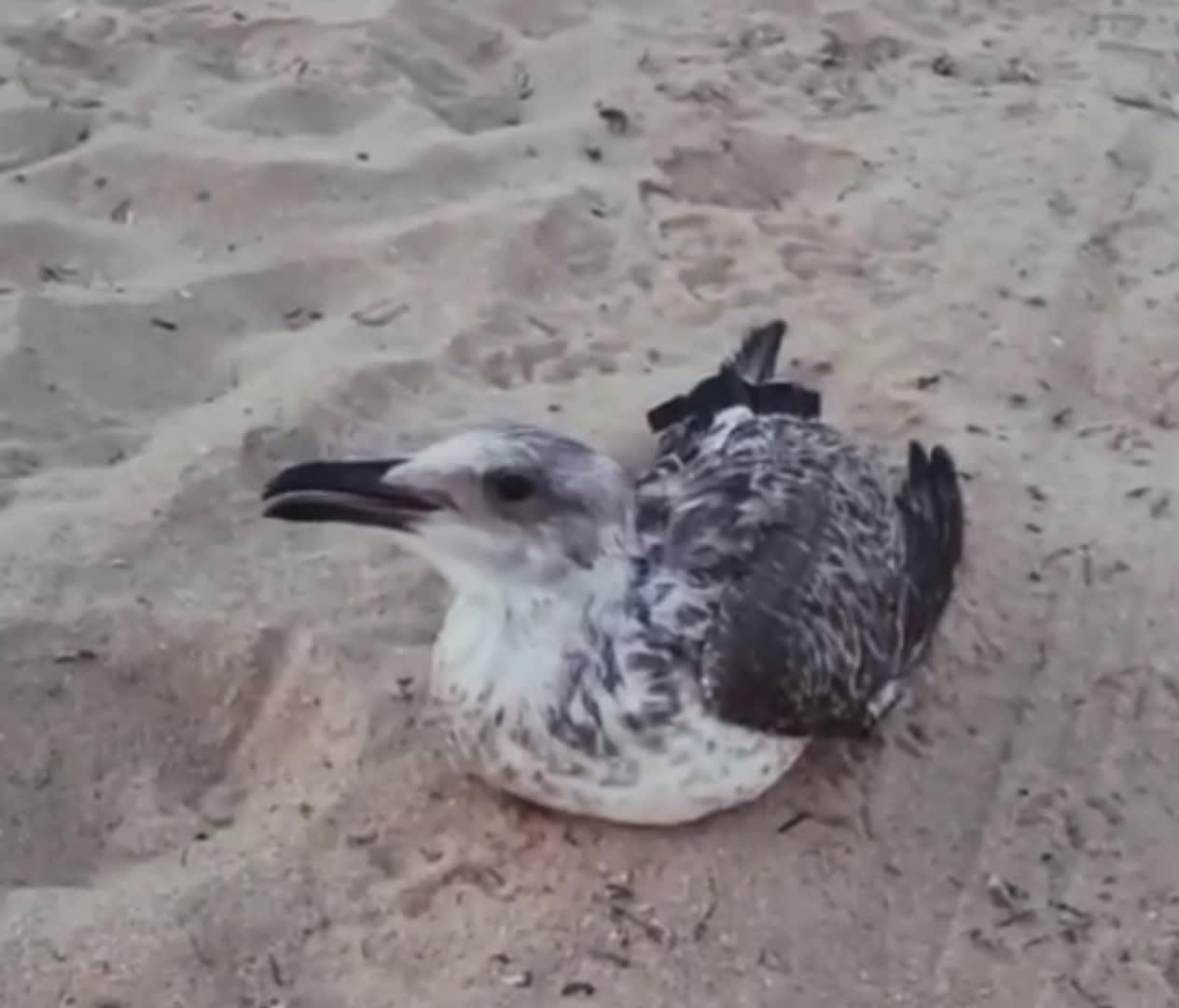 Man Saves Bird 🪶 From Dying Choking On Fish 🐟 Balloon