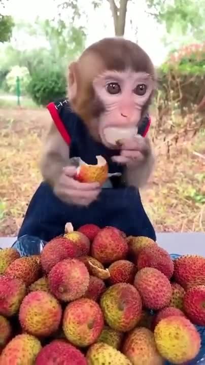 Baby Monkey | Obedient Kako And Luna Sit Waiting Eat Soup