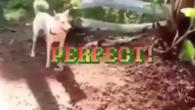 funny dog