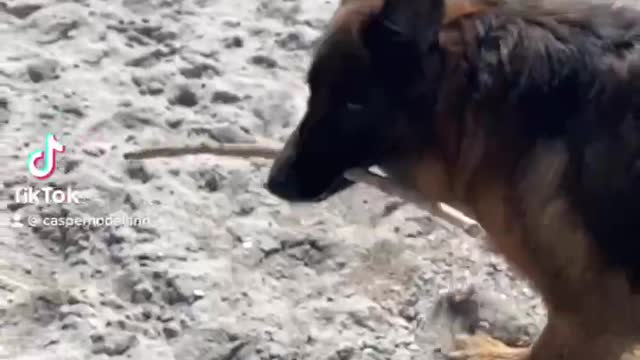 My happy dog at the beach