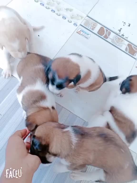 cute dogs, do you love them???