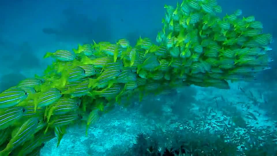 Another world deep in the seas and oceans is one of the most beautiful creatures you can see