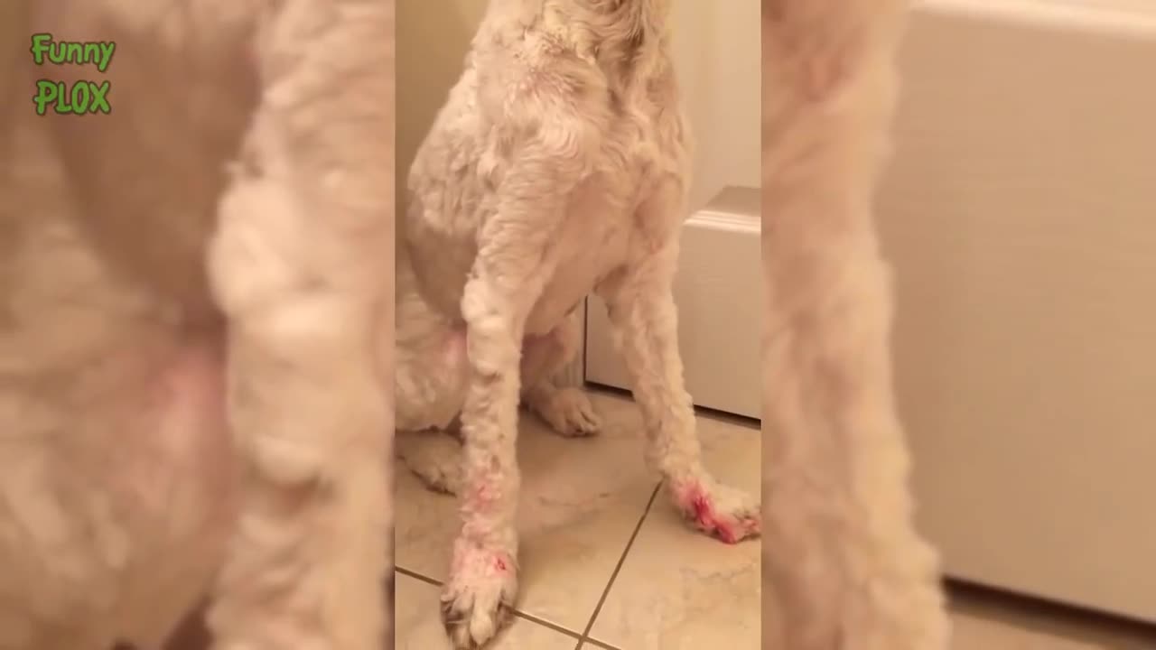 Funny Guilty Dogs Eat Makeup #Compilation