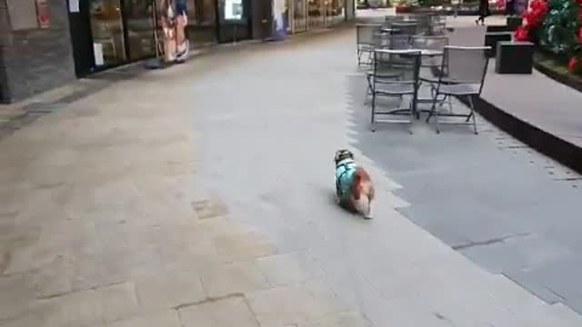 shopping with dog