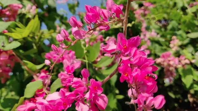 bees-feeding-on-pink-flowers-nectar