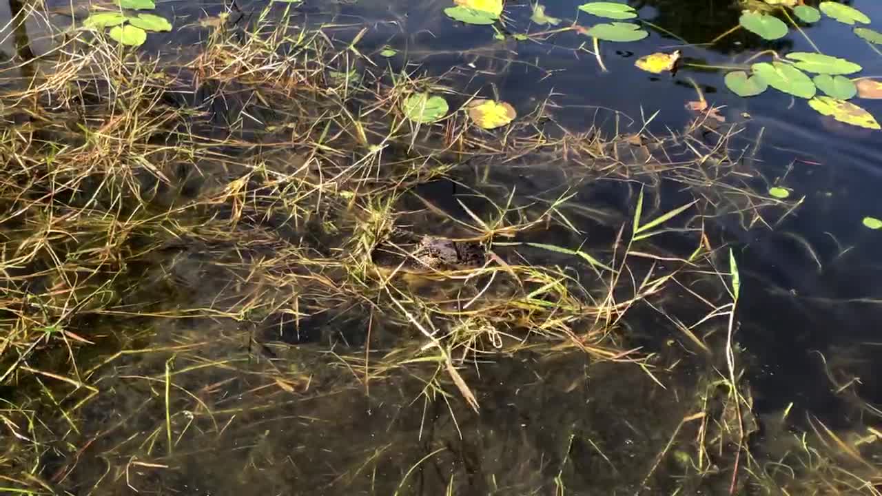 Alligator Steals Christmas Ornament