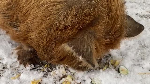 The Snow's a Flying, Bandit wants to play and Hammy wants to eat