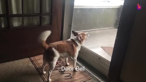 Viral video for dog 🐶