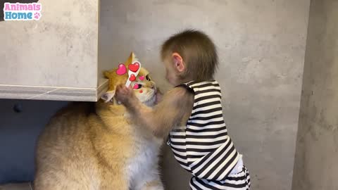 BiBi teach Ody cat to eat yogurt