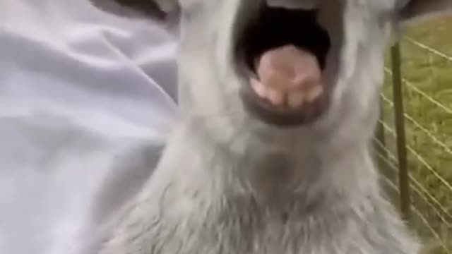 Funny animals compilation