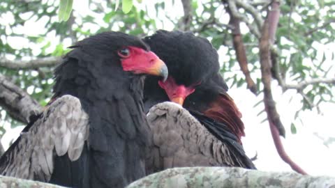 Two Bateleur's pruning yawning