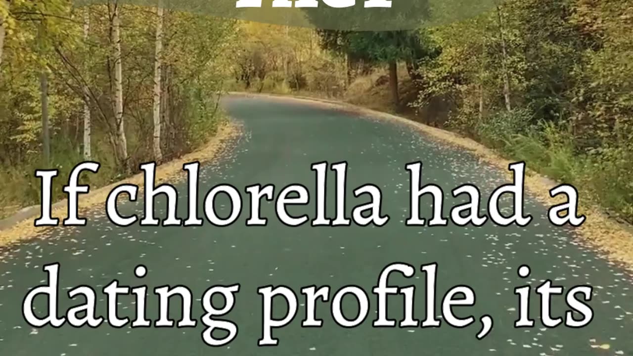 CHLORELLA FACT - If Chlorella had a dating profile, its tagline would be...