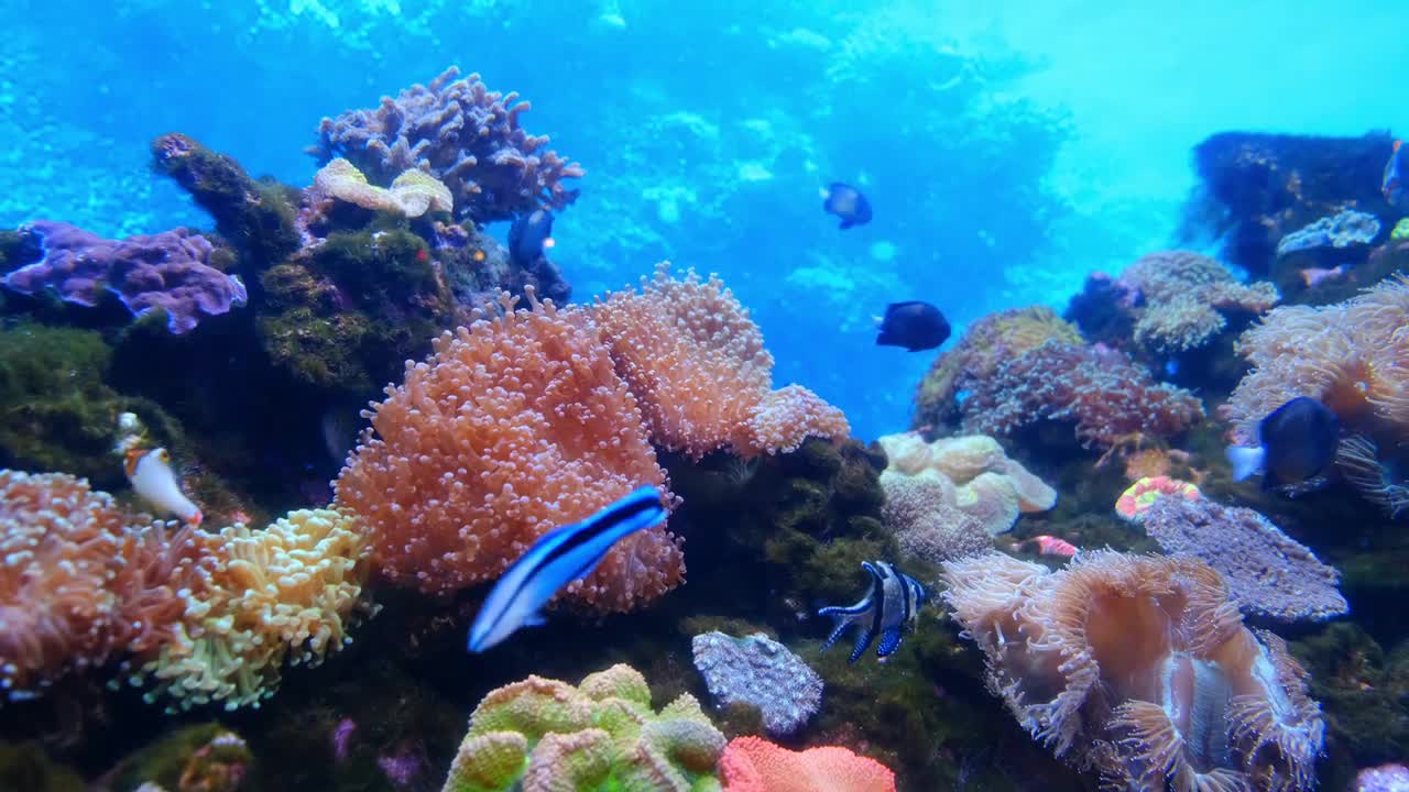 Marine Life Of Fishes And Corals Underwater