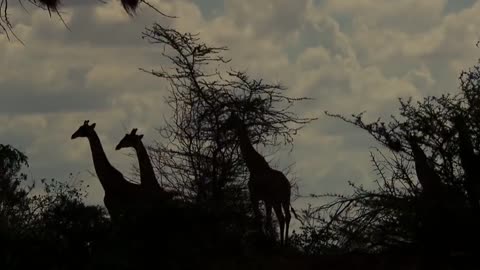 wildlife brave giraffe kick five lion to save baby - power of lion in the animal world but fail