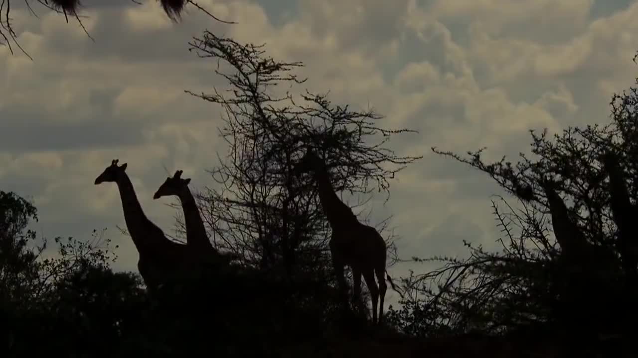wildlife brave giraffe kick five lion to save baby - power of lion in the animal world but fail