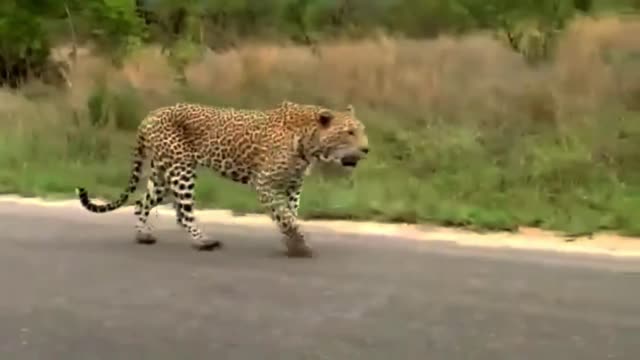 Leopard Vs Monitor Lizard Real Fight