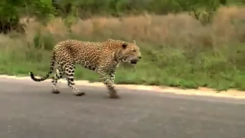 Leopard Vs Monitor Lizard Real Fight