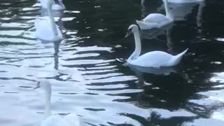 the swan lake