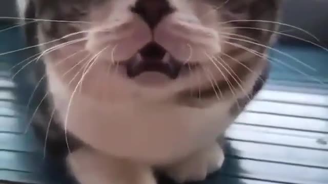 cat can follow sound