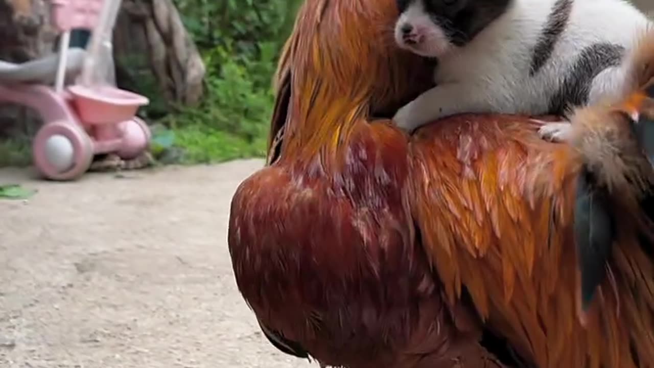 Hen Taxi: Puppy's Joy Ride! 🐔🐶