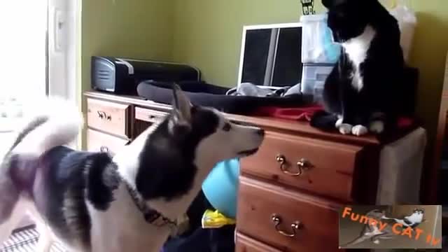 Cats and Dogs seeing one another for the first time