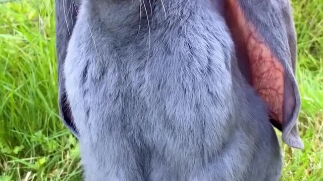 Cute Rabbit - AMAZING VIDEOS - NATURE VIDEOS FOR STATUS