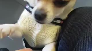 Chihuahua dog lovely puppy