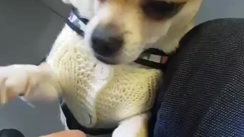 Chihuahua dog lovely puppy
