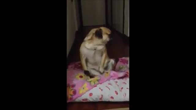 Funny Pugs Compilation #1