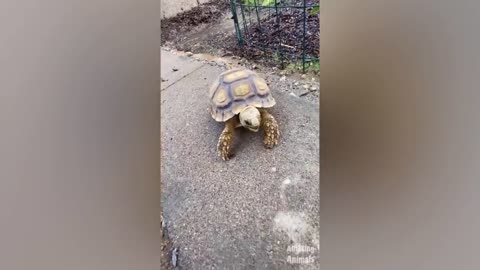 Turtles Are Funny