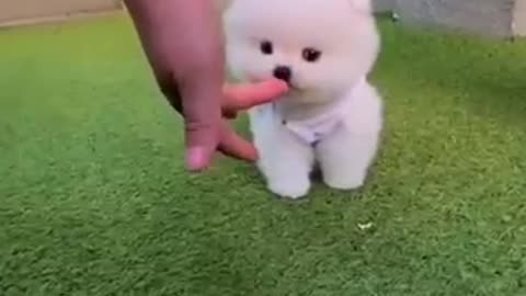 Cute Baby Dog Playing Videos 2021 #Shorts #Trending