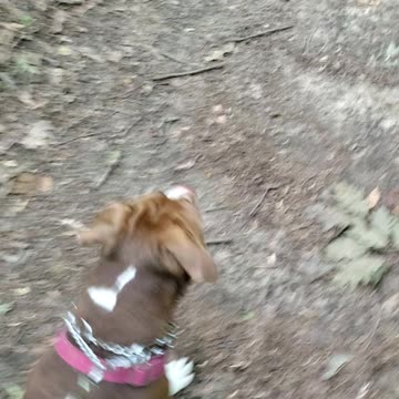 Walking a Pitbull on a leash