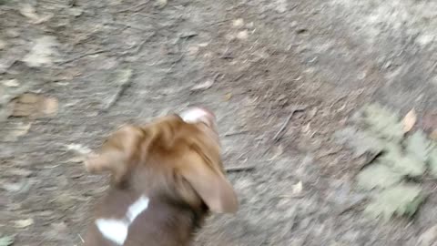 Walking a Pitbull on a leash