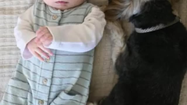 Dog can't hide guilt even before he's been caught cute baby