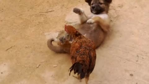 Animal funny video